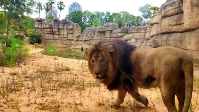 Uno de los leones del Zoo de Barcelona / ZOO DE BARCELONA
