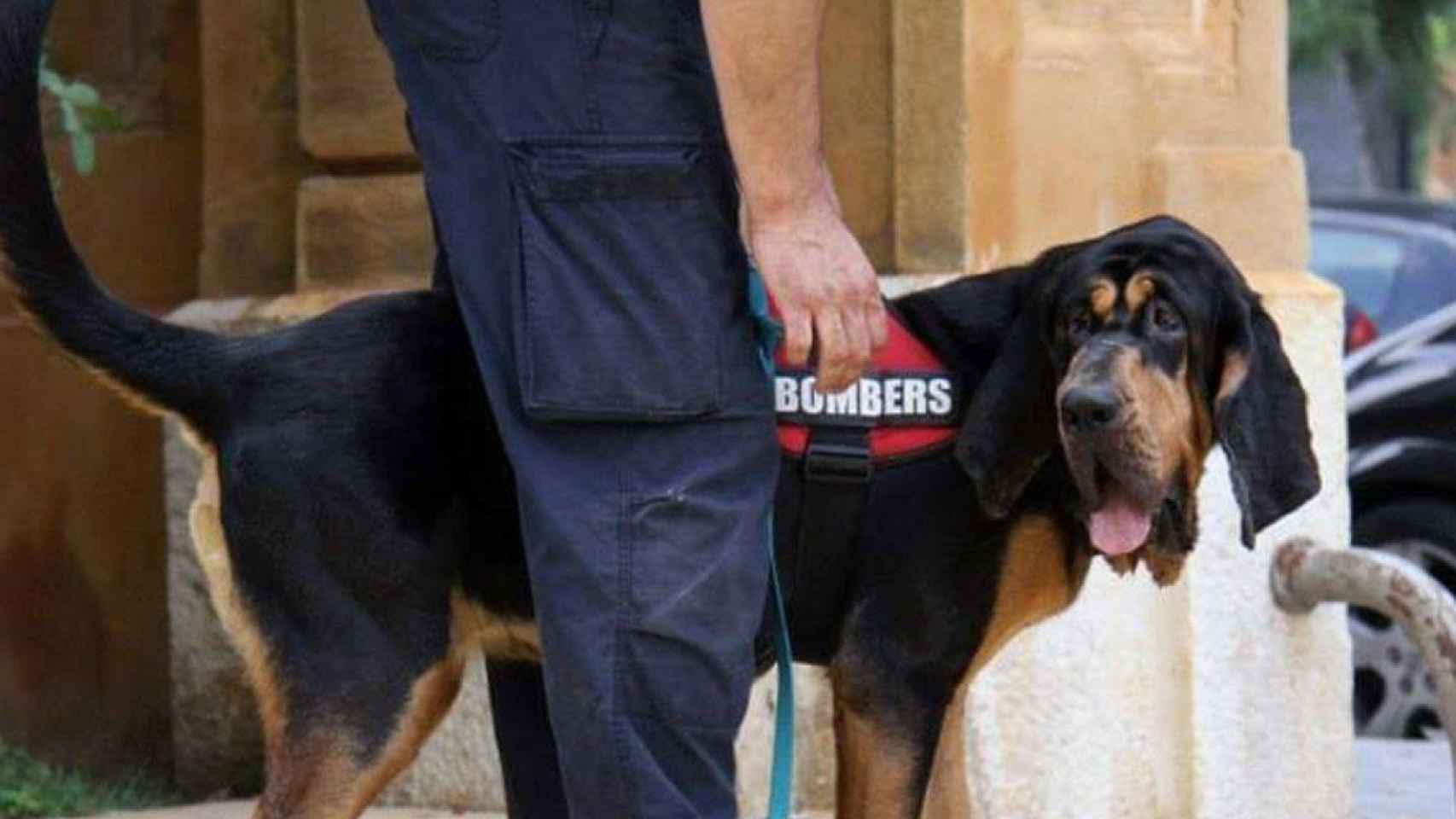 'Inde' la perra de rescate que ha localizado al niño de 12 años perdido en Barcelona / BOMBERS