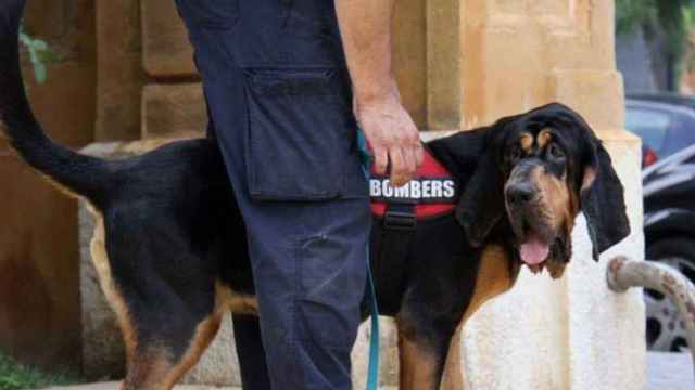 'Inde' la perra de rescate que ha localizado al niño de 12 años perdido en Barcelona / BOMBERS