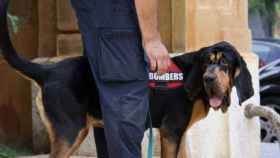 'Inde' la perra de rescate que ha localizado al niño de 12 años perdido en Barcelona / BOMBERS