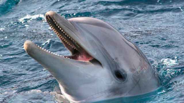 Imagen de la delfín Anak, la más longeva del Zoo de Barcelona, que ha muerto de un virus / CG