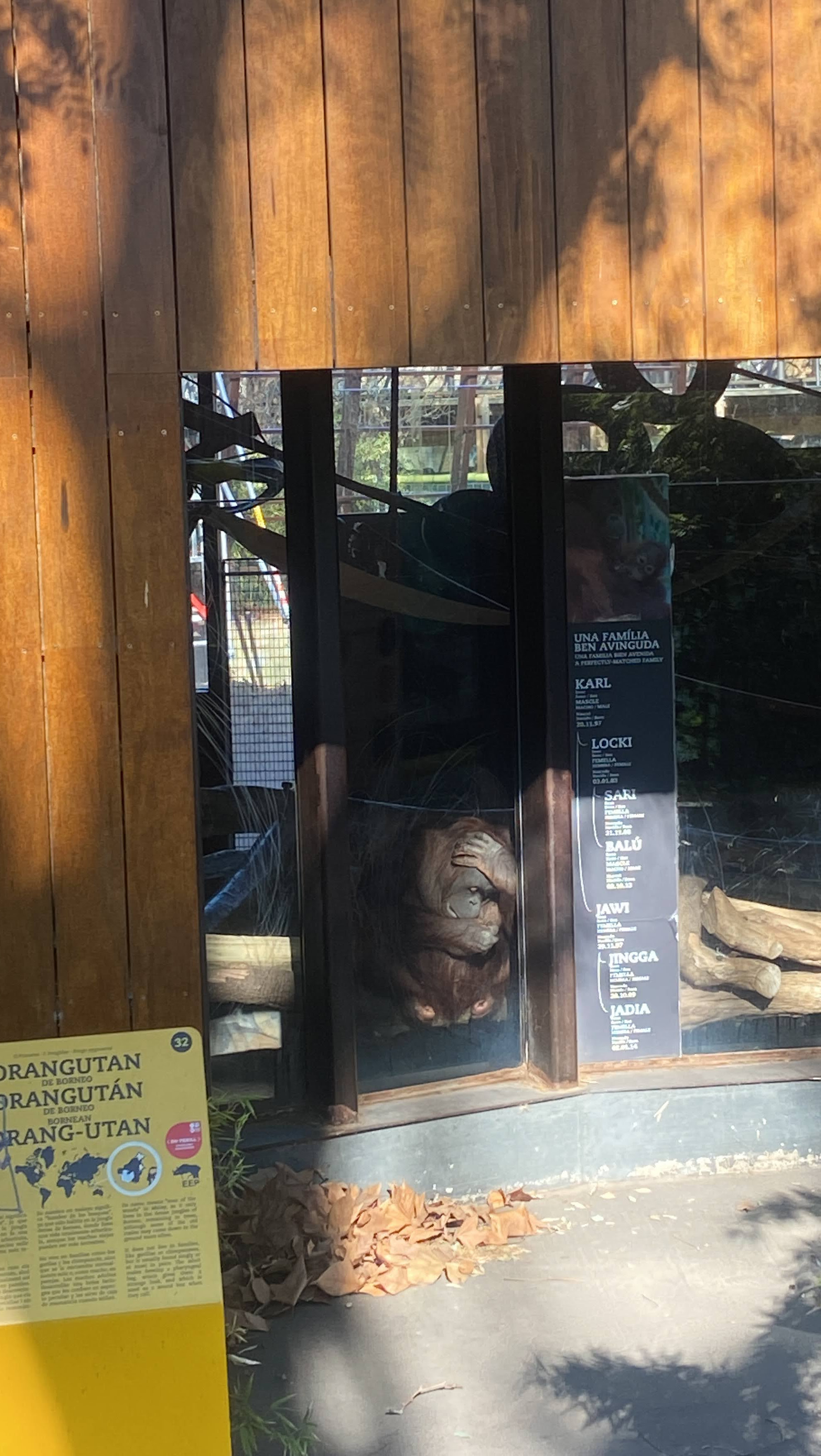 Orangután en las instalaciones interiores del Zoo de Barcelona / ZOOXXI