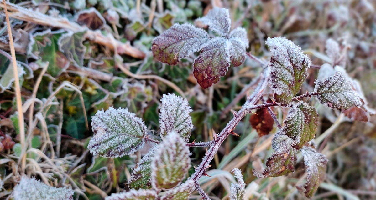 Una planta afectada por las heladas tras una ola de frío, en una imagen de archivo / EUROPA PRESS