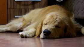 Una foto de archivo de un perro durmiendo