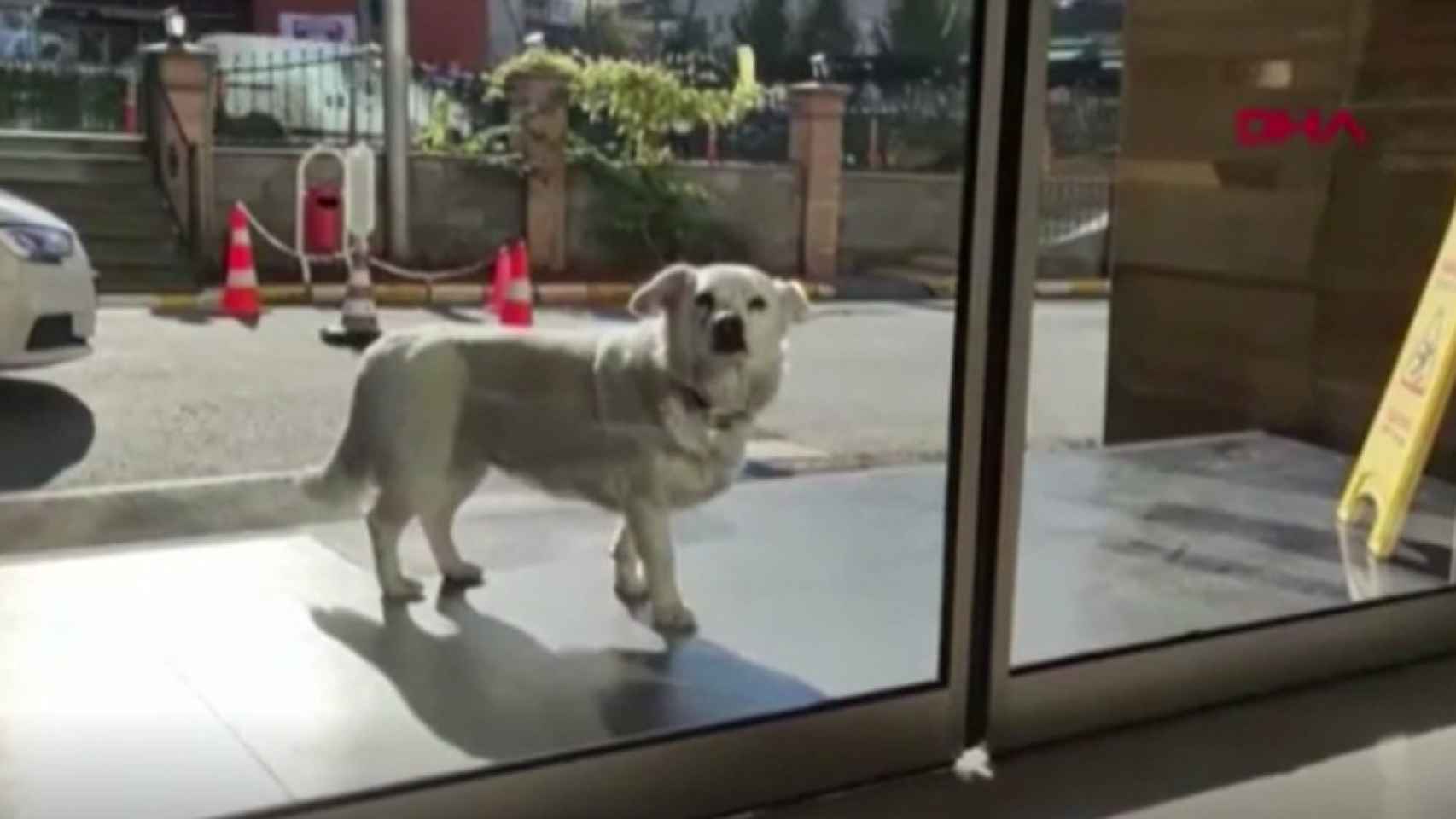Una perra espera a su amo a las puertas de un hospital