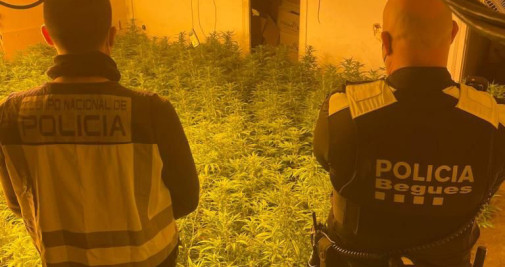 Imagen de la plantación de marihuana en Begues / POLICIA NACIONAL