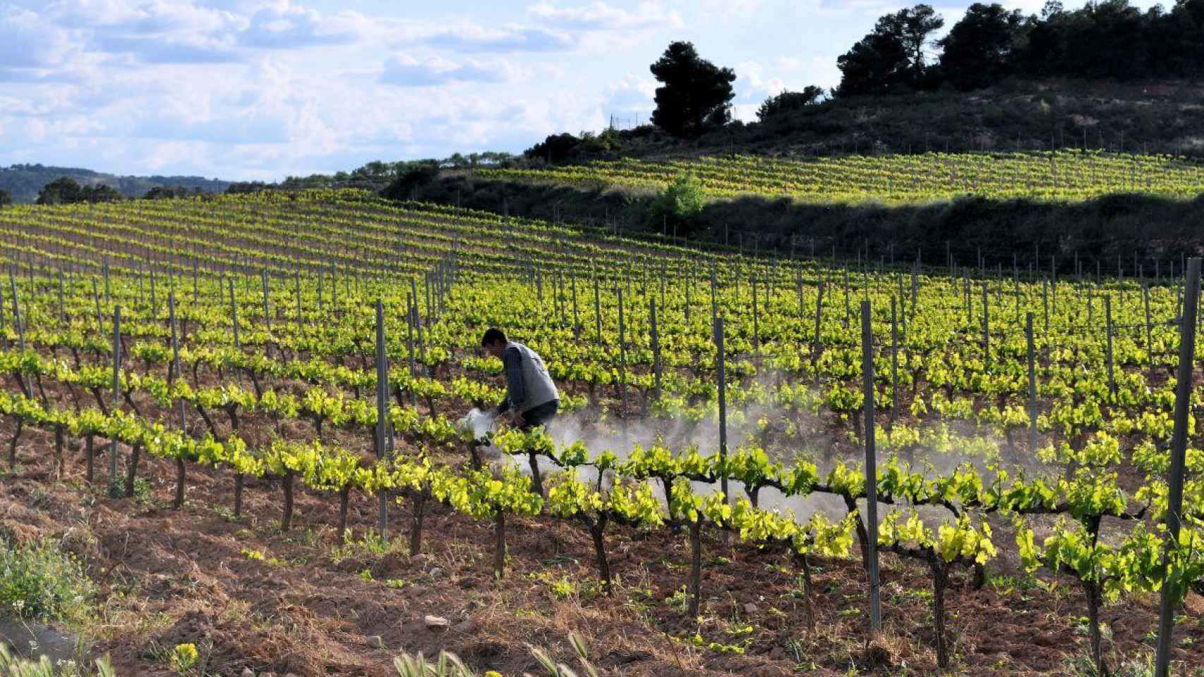 Imagen de las viñas de Edetària, que cubren 60 hectáreas de la Terra Alta / EDETÀRIA
