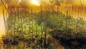 Las plantaciones hogareñas de cannabis provocan un aumento del fraude eléctrico