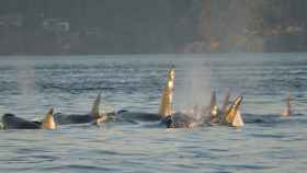 Un grupo de orcas nadan en clan / PIXABAY
