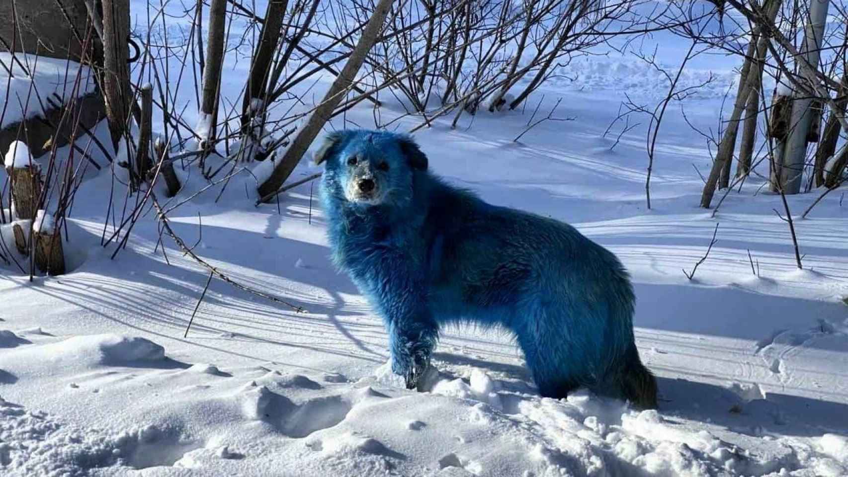 Uno de los perros salvajes encontrados con el pelaje de color azul / TWITTER