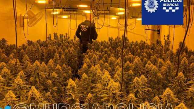 Un agente de la policía local de Murcia en la plantación de marihuana localizada en Espinardo / EP