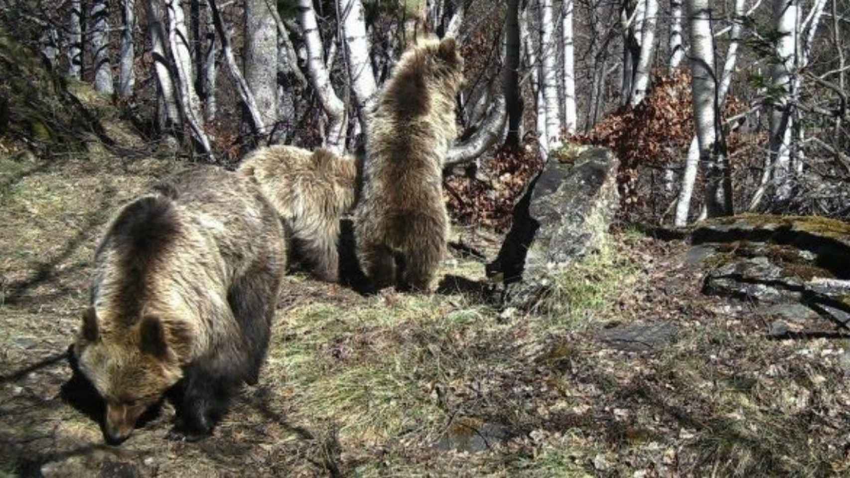 Un oso con dos crías en los Pirineos en una imagen de archivo / EUROPA PRESS