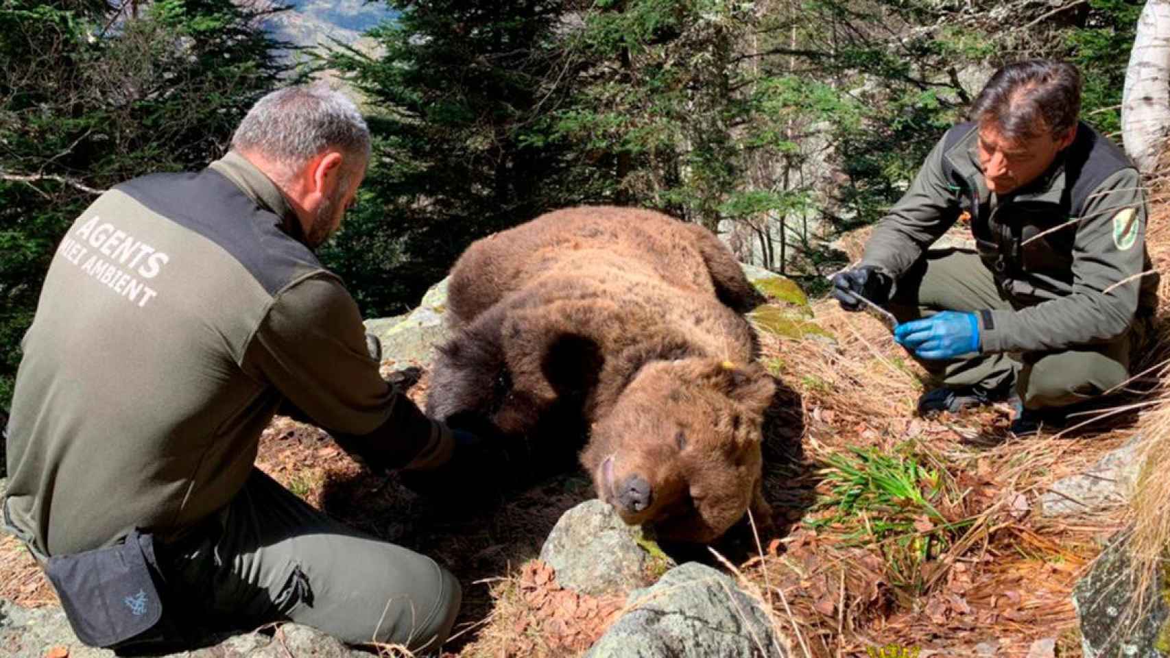 Dos agentes forestales analizan el cadáver el oso Cachou en Les (Lleida) / CGA