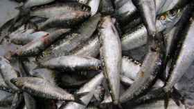 Una caja de sardinas pescadas en el mar Mediterráneo / EP