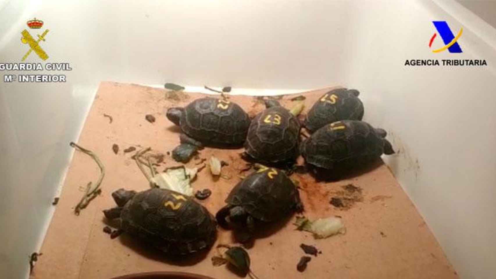 Las crías de tortuga en una caja / GUARDIA CIVIL