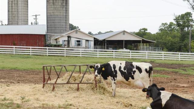 Dos vacas en una planta de producción de Llet Nostra / EFE
