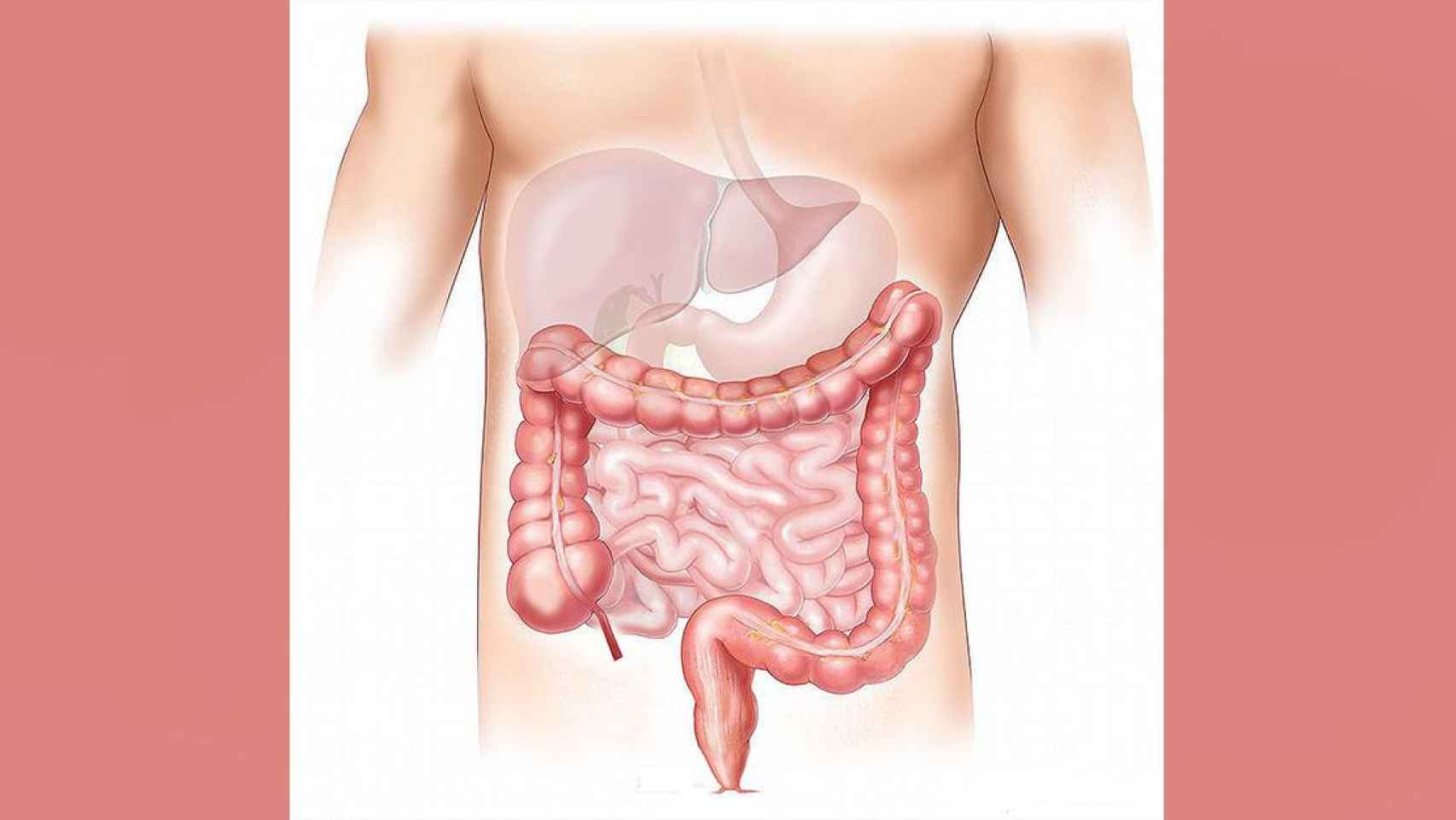 Ilustración del aparato digestivo, donde pueden desarrollarse tumores digestivos / PIXABAY
