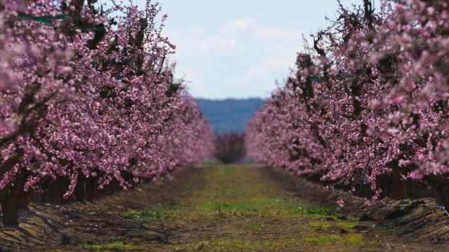 La sequía y el aumento de las temperaturas menguan la cosecha de frutas y la calidad del producto. Varios árboles frutales en floración en Aitona (Lleida) / MARIO GASCÓN GRACIA - EUROPA PRESS
