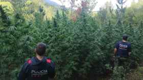 Los Mossos desmantelan una plantación de marihuana de más de 3.000 plantas en Osor, Girona / MOSSOS