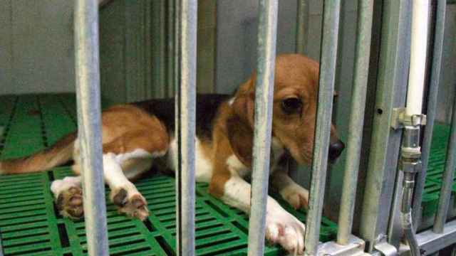 Imagen de un perro beagle para experimentación, el mismo que utilizará la UB, lo cual indigna a los animalistas / Cedida