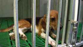 Imagen de un perro beagle para experimentación, el mismo que utilizará la UB, lo cual indigna a los animalistas / Cedida