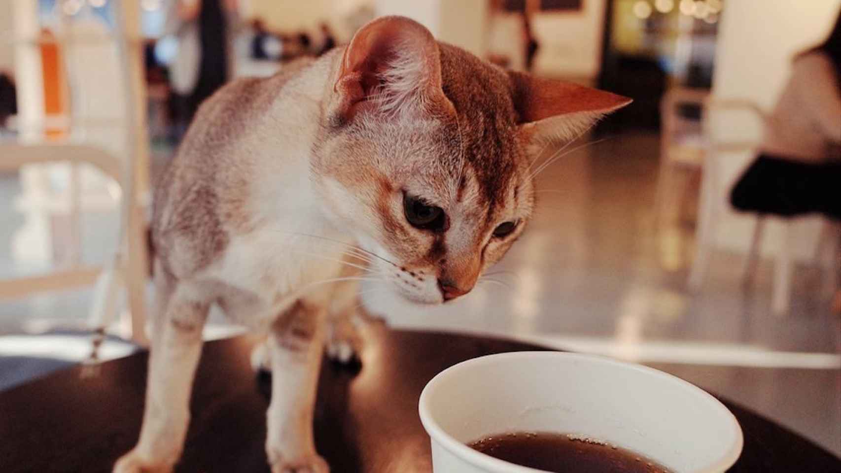 Los gatos son los protagonistas en los Cat Cafés / PIXABAY