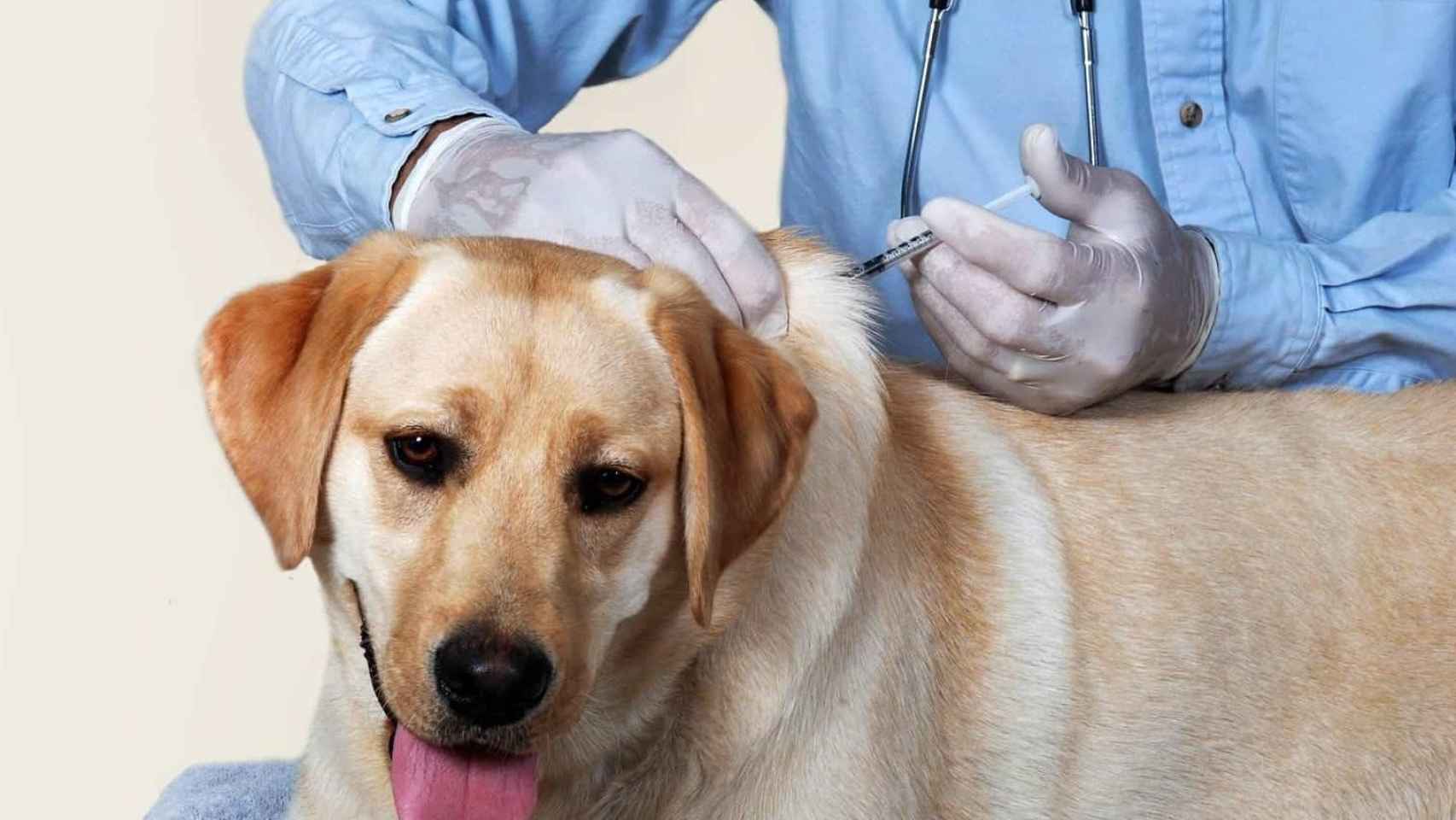 Vacunación de un perro con productos de Nuzoa / EUROPA PRESS