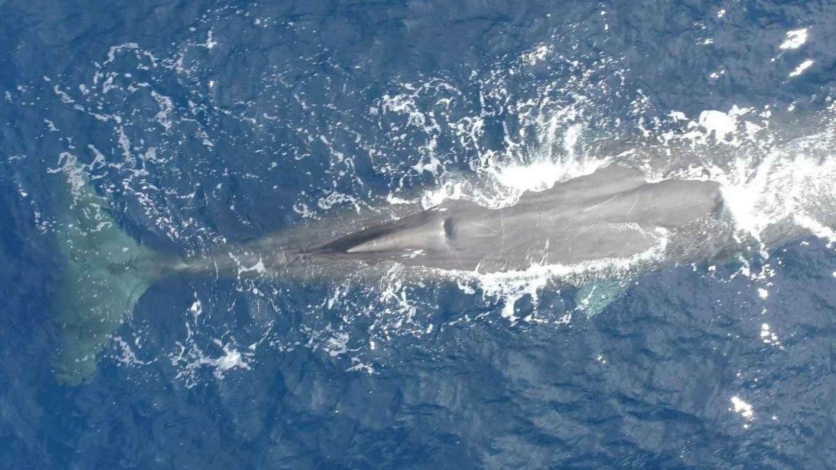 Imagen de archivo de un cachalote, una especie de ballena en extinción / EP