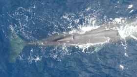 Imagen de archivo de un cachalote, una especie de ballena en extinción / EP