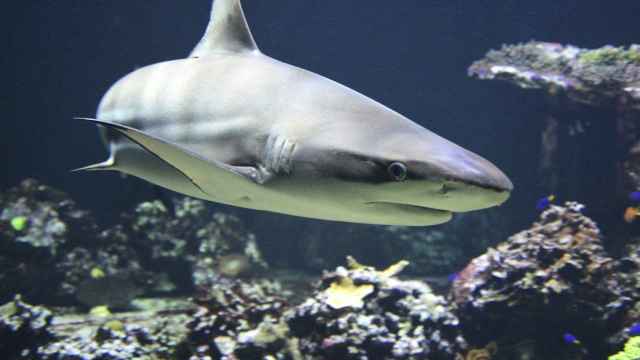 Un tiburón dentro de un acuario / CG