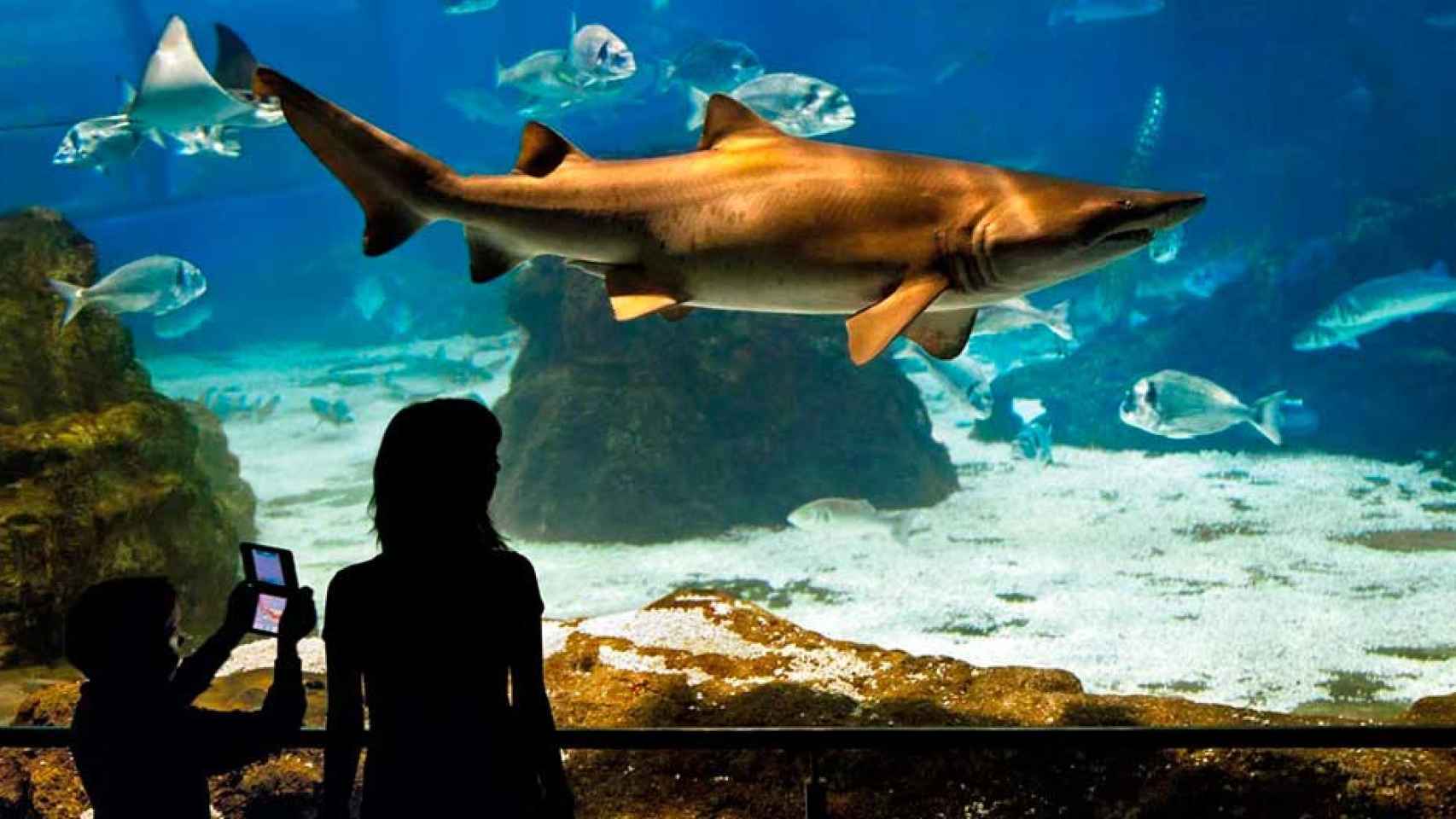 Un tiburón en uno de los parques temáticos de animales / AQUARIUM DE BARCELONA