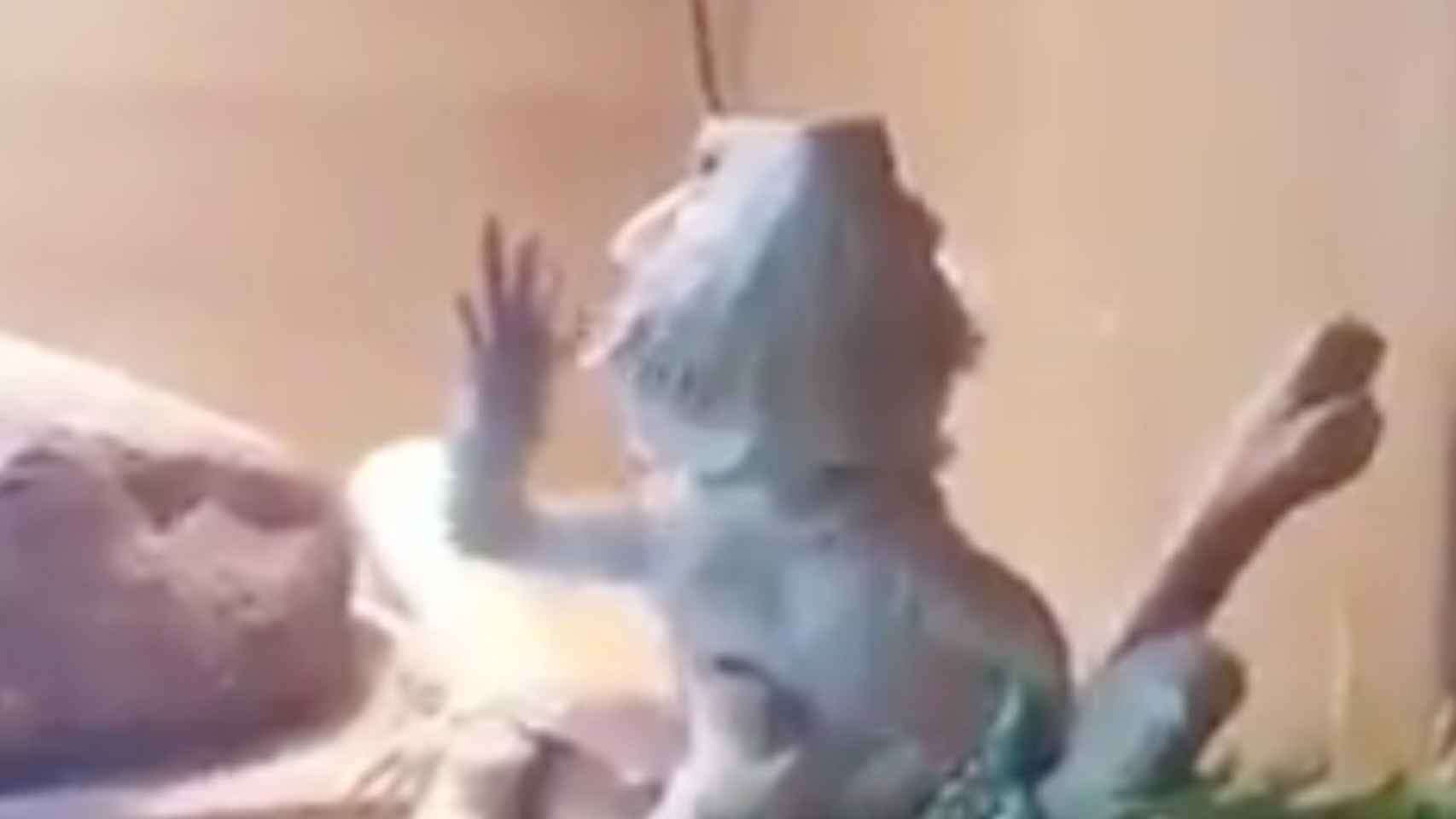 Un lagarto saluda a su dueño