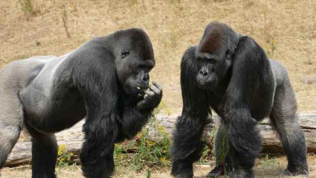 Imagen de una pareja de gorilas en un zoo /EP