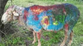 El carnero maltratado, con el pelo pintado, en las fiestas del quinto de Navaclán / YOUTUBE