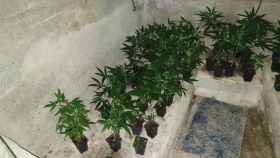 Algunas plantas de marihuana localizadas por los Mossos d'Esquadra en el operativo / EP