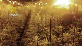 Plantación de marihuana desmantelada en Granollers / GUARDIA CIVIL