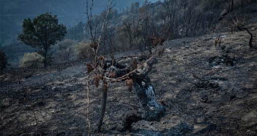 Un viñedo afectado por el incendio forestal de O Barco de Valdeorras, que ya ha arrasado 10.500 hectáreas - EFE/ Brais Lorenzo