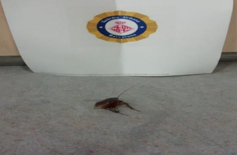 Una cucaracha en el centro de mando conjunto / CSIF