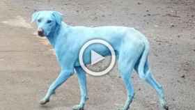 Una fotografía de un perros azul en la zona afectada de la India