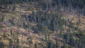 Un bosque que necesita un proceso de reforestación / PIXABAY