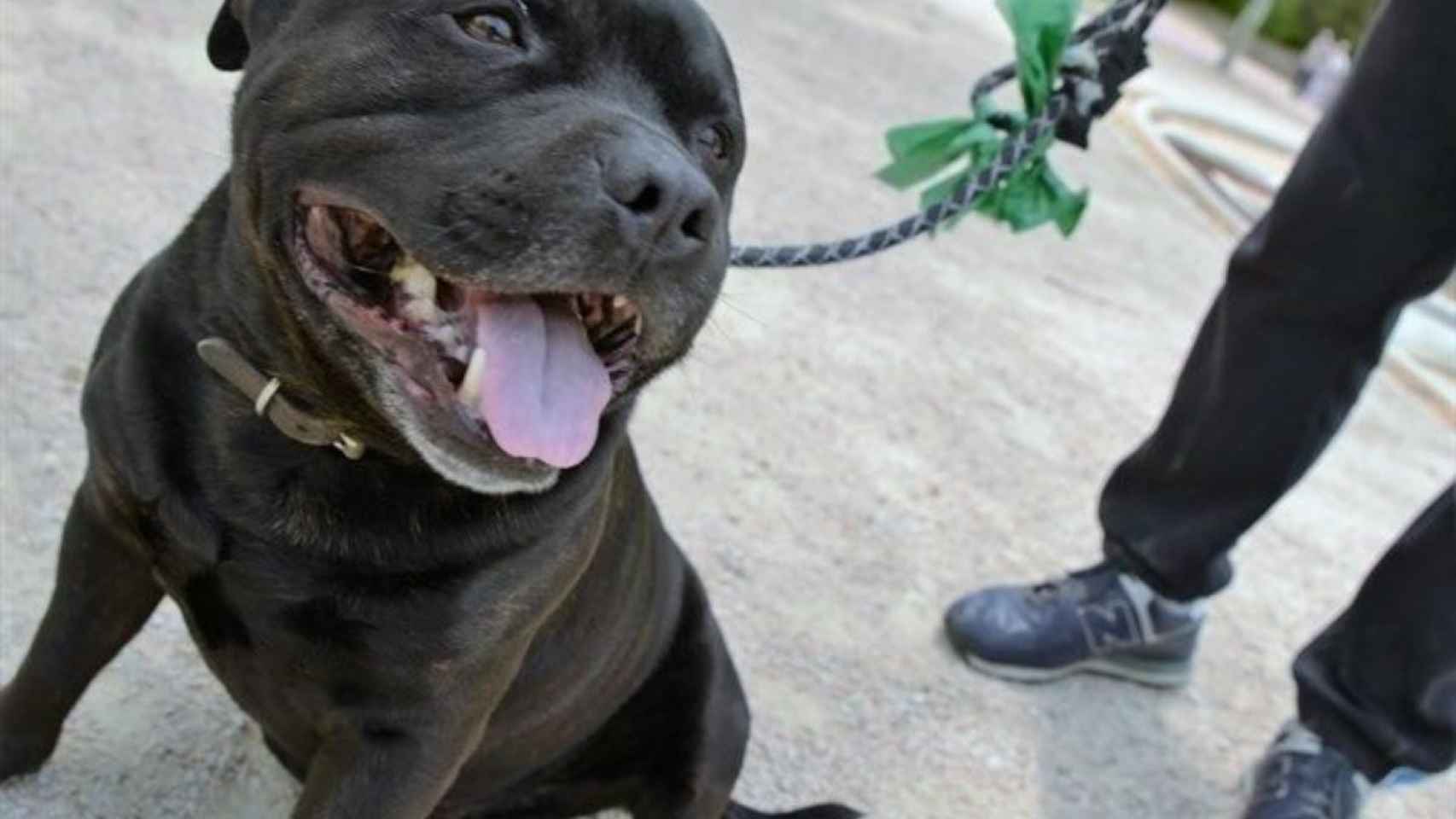 Un perro de raza American Staffordshire, como el que ha atacado a padre e hijo en Sevilla / EP