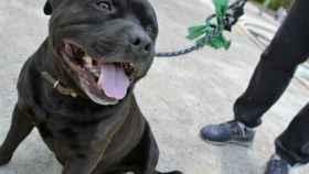 Un perro de raza American Staffordshire, como el que ha atacado a padre e hijo en Sevilla / EP
