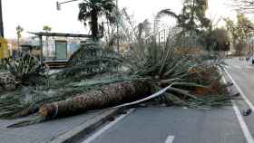 Un árbol caído por el temporal de viento que ha azotado España en las últimas horas / EFE