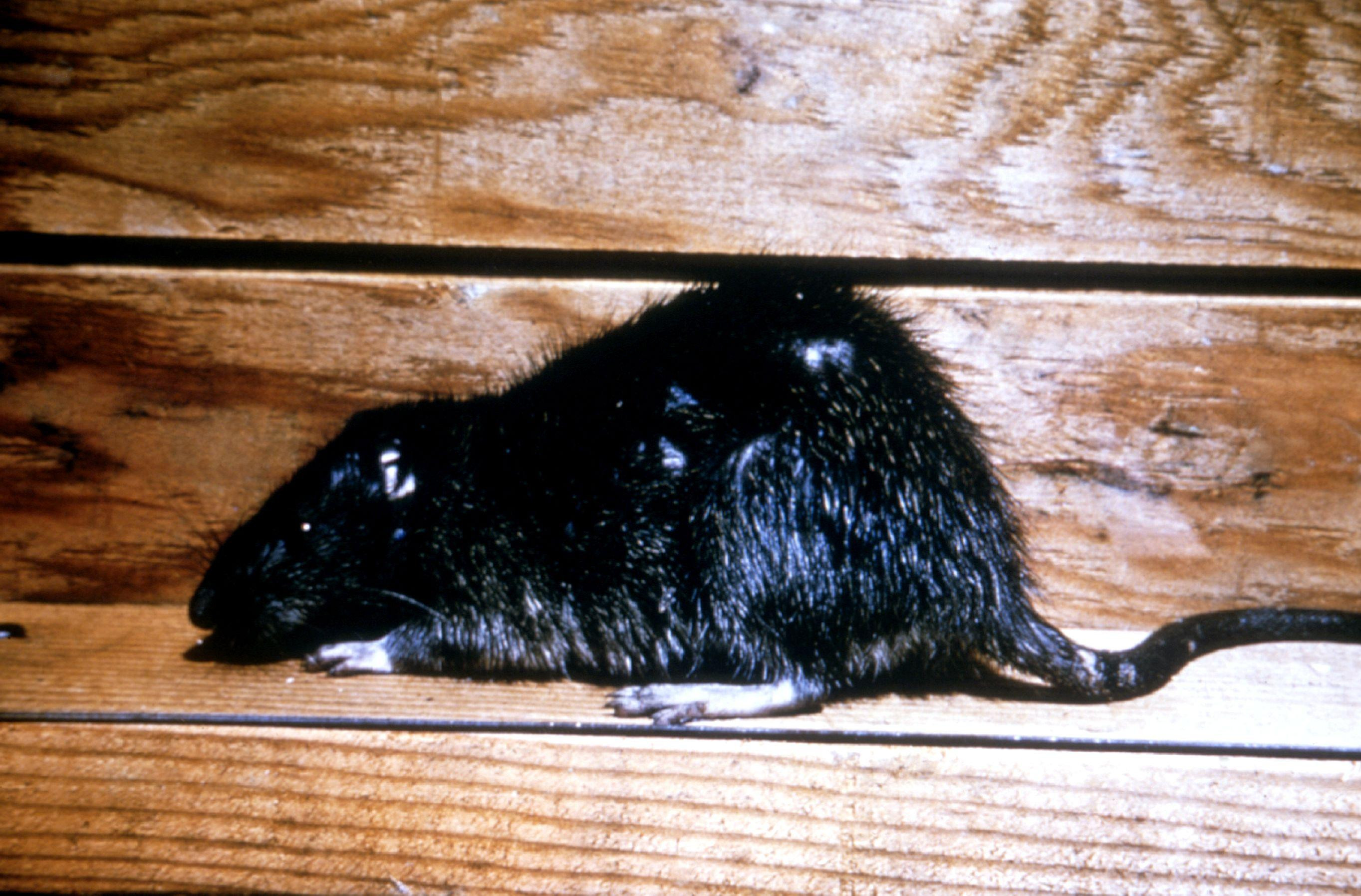 Rata negra / PIXINO