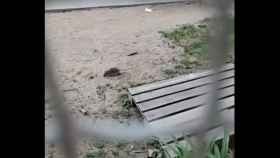 Una de las ratas detectadas en el patio del colegio Sant Medir de Barcelona / TWITTER