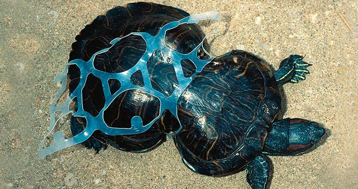 Una tortuga deformada por culpa de un envase de plástico