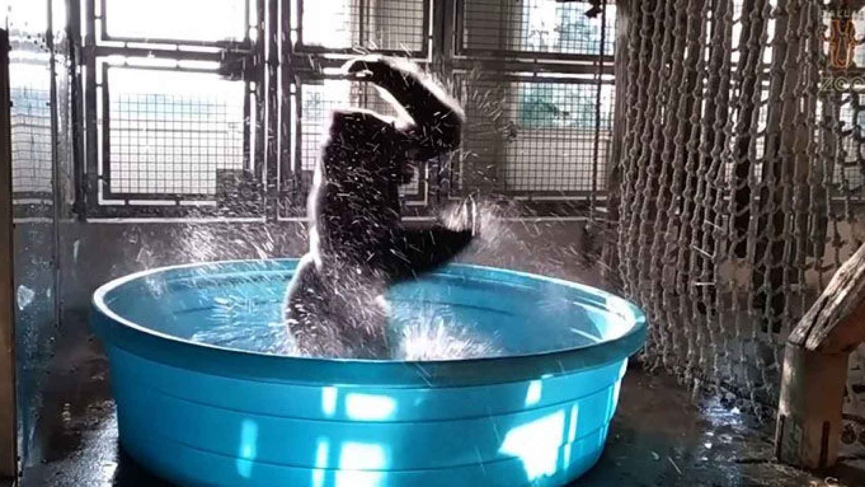 El baile del gorila Zola mientras se refresca se ha hecho viral / CG