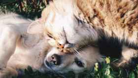 Perro y gato, dos de las mascotas más comunes en casa / Krista Mangulsone en UNSPLASH