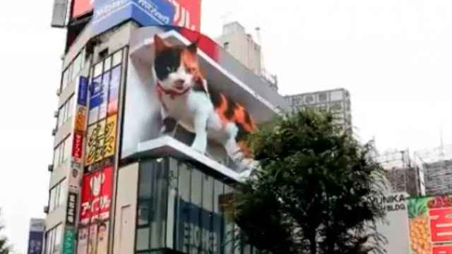 Gato gigante en Tokio / TWITTER