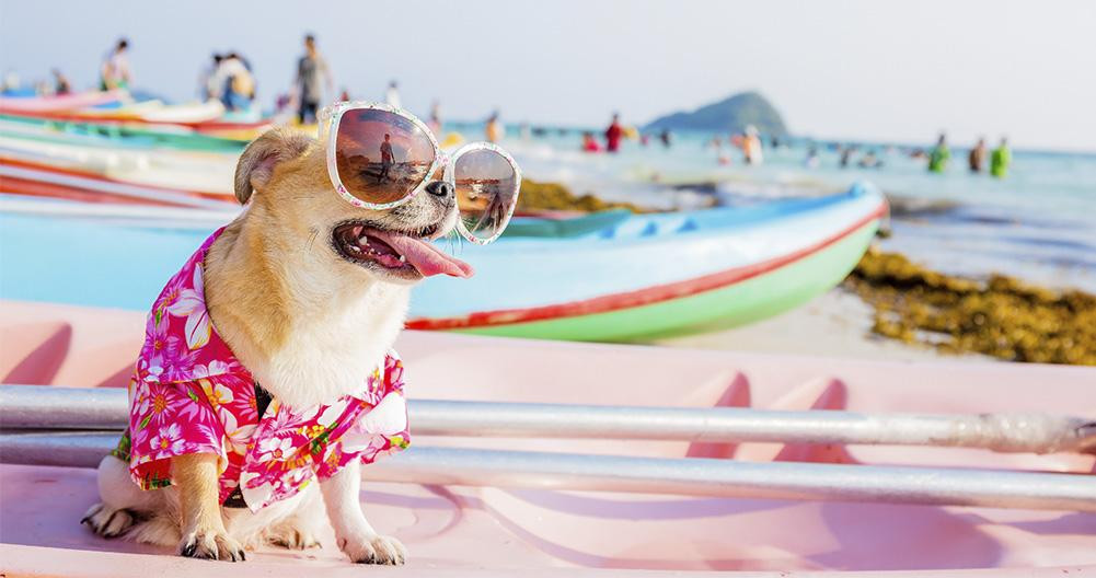 Un perro de vacaciones en la playa / THINKSTOCKPHOTOS